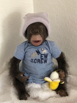 realistic monkey doll that moves